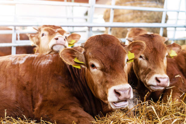 istock Young cattle mature in livestock farm. 1492972503