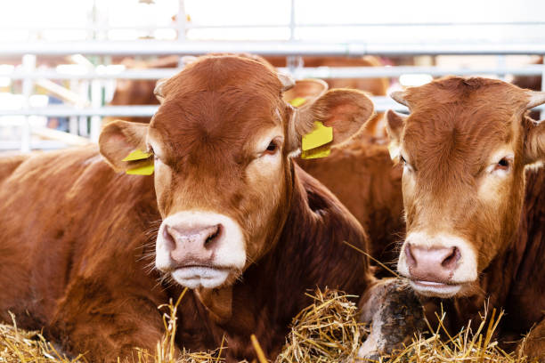 istock Heifers in livestock farm. 1492973602