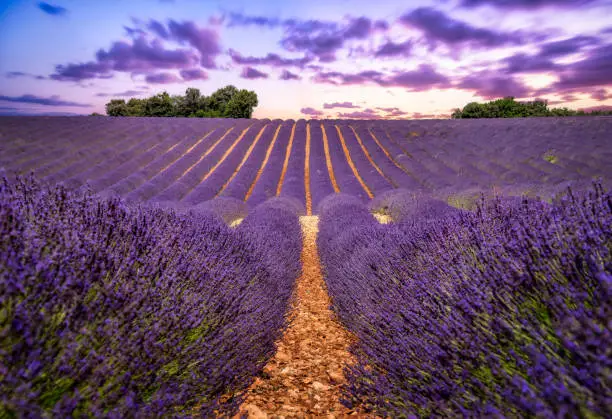 Beautiful sunset over lavander field in Valensole, Provence, France