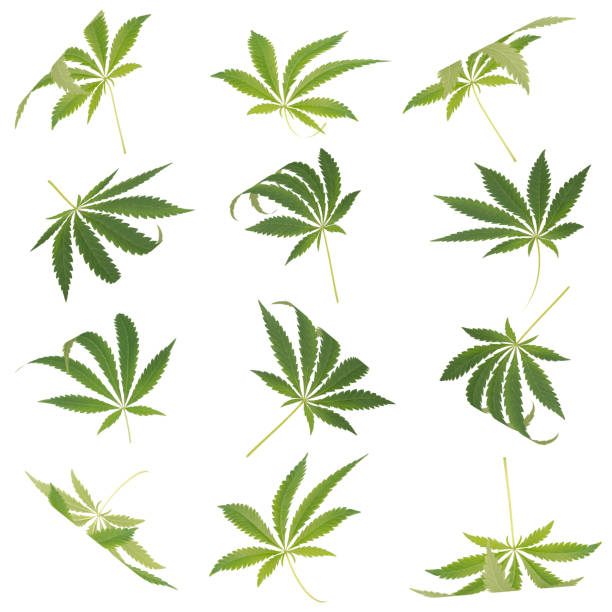twelve leaves of hemp. curved cannabis leaves on white background. - white indian hemp imagens e fotografias de stock