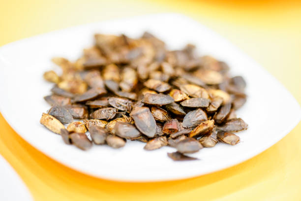 Jumil, mexican food, are small stink bugs