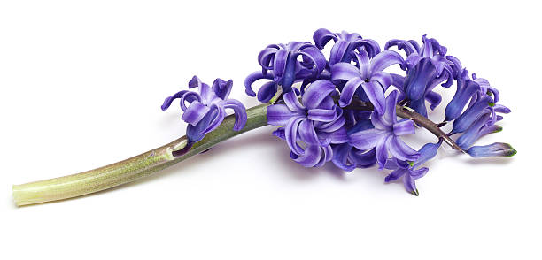 istock hyacinth flower isolated on white 149297590