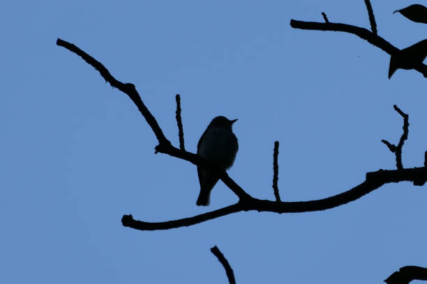 istock contrast shot of a flycatcher on a branch 1492977545