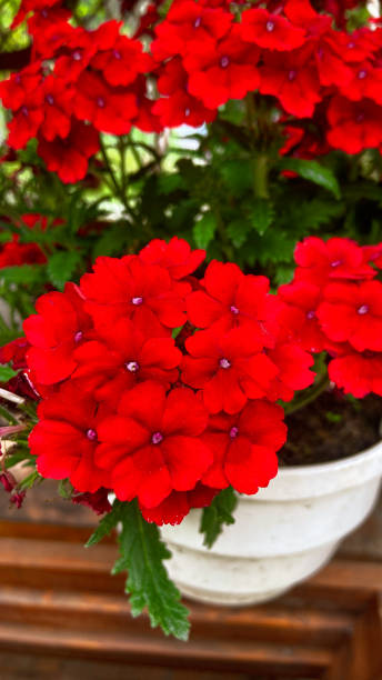 istock Red small flowers close up. Lush bloom. Balsamin (walleriana), midsummer 1492977977