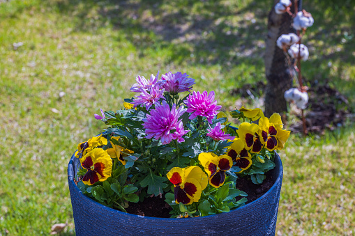 Beautiful view of flower pot with chrysanthemums and pansies in garden in sunny day. Sweden.