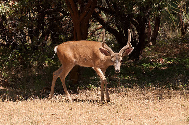 0docoilus hemionus - black-tailed deer Californian Black-tailed buck sneaking up on the photographer black tail stock pictures, royalty-free photos & images