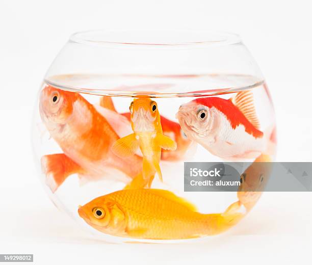 Overcrowded 金魚鉢 - 金魚鉢のストックフォトや画像を多数ご用意 - 金魚鉢, 魚, きつい
