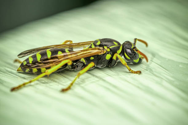 istock European paper wasp - Polistes dominulus 1492983201