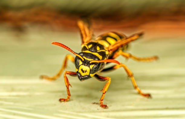 istock European paper wasp - Polistes dominulus 1492983232