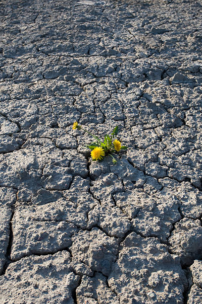 istock Flower in dry land. 149298329