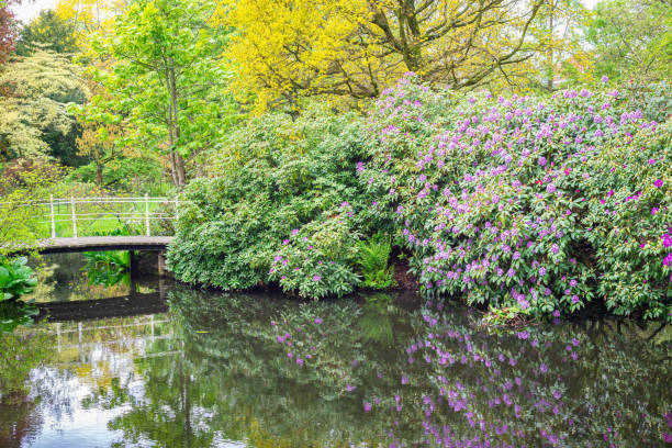 istock Rhododendron in bloom along the waterside 1492983767