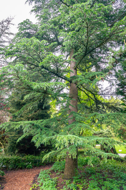 Tall cedar tree in a botanical garden Large cedar tree (Cedrus deodara 'Karl Fuchs') in botanical garden "Arboretum Trompenburg) in Rotterdam, The Netherlands. cedrus deodara stock pictures, royalty-free photos & images