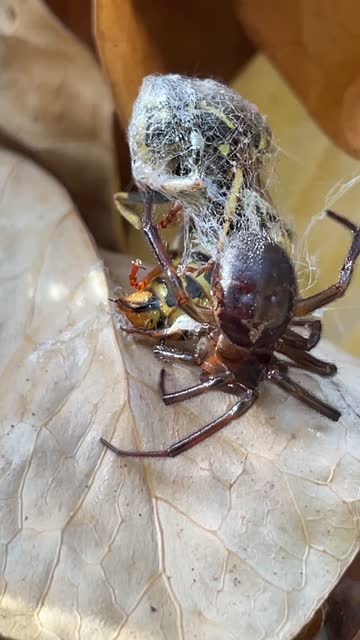 False widow spider (Steatoda grossa) with prey (Vespula vulgaris)