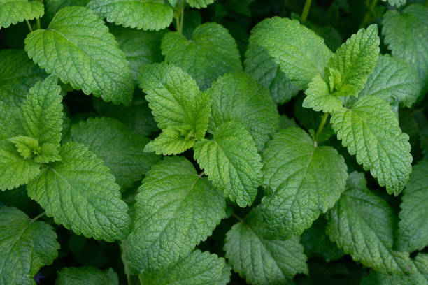 istock Close up of green Lemon balm leaves. Top view image 1492984766