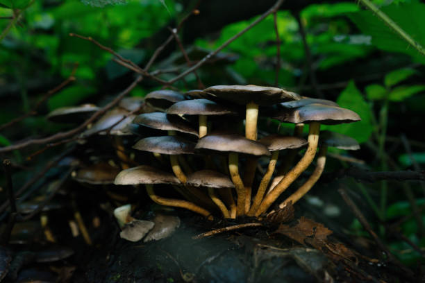istock Hypholoma mushrooms cluster in forest 1492984819
