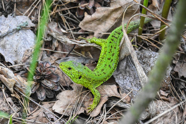 un lagarto ágil en la naturaleza. - lacerta agilis fotografías e imágenes de stock