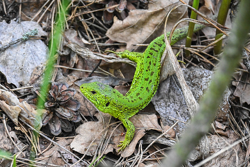 A nimble lizard in the wild. A green lizard on a background of dry stems and leaves.