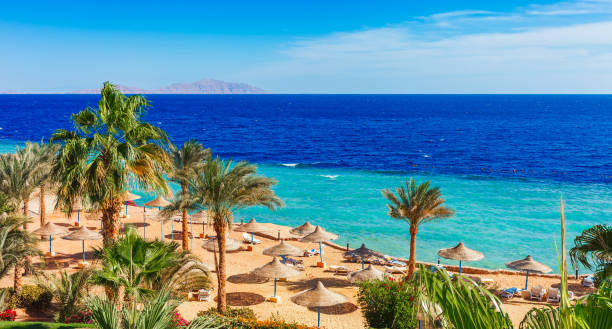 plaża i palmy nad morzem czerwonym w sharm el sheikh, synaj, egipt - nobody africa summer tourist resort zdjęcia i obrazy z banku zdjęć