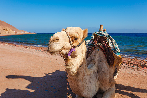 Desert coast of Red Sea in Dahab, Sinai, Egypt. Camels and summer hot