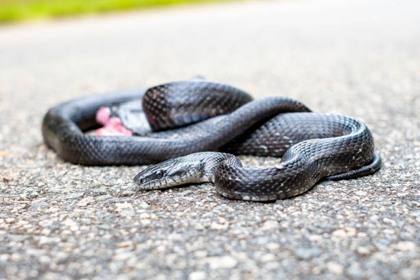 Domestic tamed snake sleeps on the windowsill by the window.