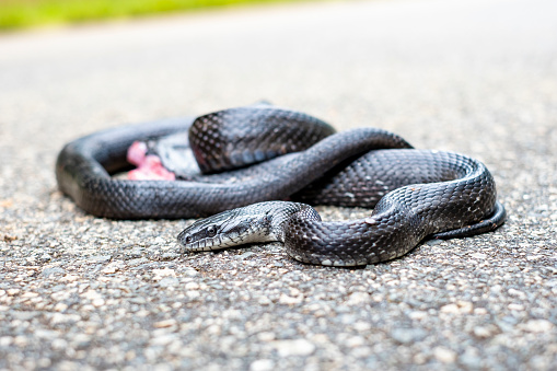 Big black snake standing in the middle of a road