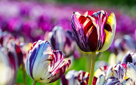 Colorful Rembrand tulips, which were extremely popular in 17th century Holland, and the reason for the speculative market bubble for bulbs, known as Tulip Mania