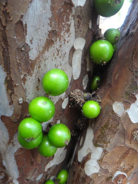 istock Jabuticaba fruit or Brazilian grape tree, species Plinia cauliflora. The young fruit is green, a exotic fruit of the jaboticaba growing on the tree trunk. 1492988594