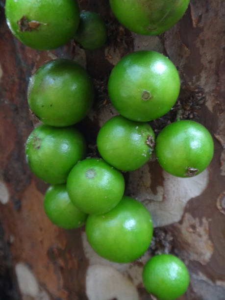 istock Jabuticaba fruit or Brazilian grape tree, species Plinia cauliflora. The young fruit is green, a exotic fruit of the jaboticaba growing on the tree trunk. 1492988667