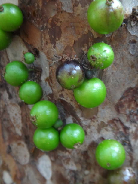 istock Jabuticaba fruit or Brazilian grape tree, species Plinia cauliflora. The young fruit is green, a exotic fruit of the jaboticaba growing on the tree trunk. 1492988670