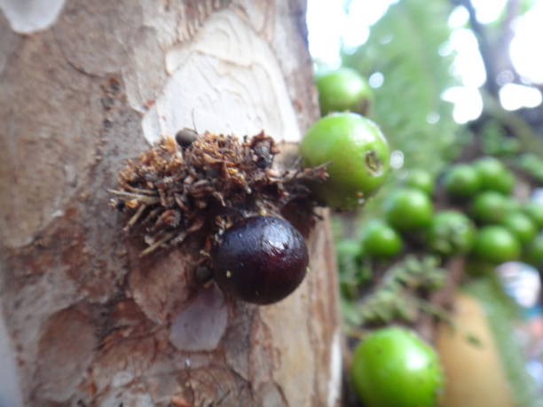 Jabuticaba fruit or Brazilian grape tree, species Plinia cauliflora. The young fruit is green, a exotic fruit of the jaboticaba growing on the tree trunk. stock photo
