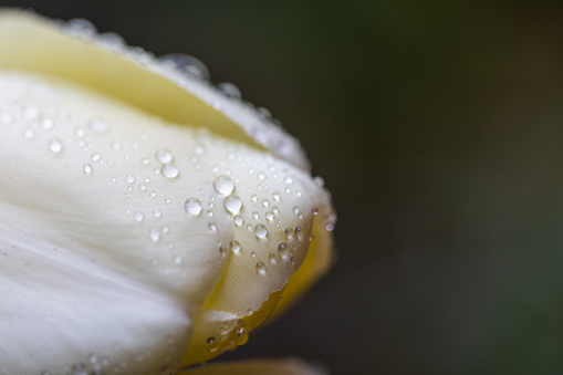 Dew drops on yellow flower petal, macro shot