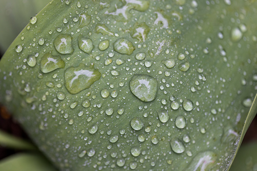 Natural pattern of a tulip leaf covered with rain drops
