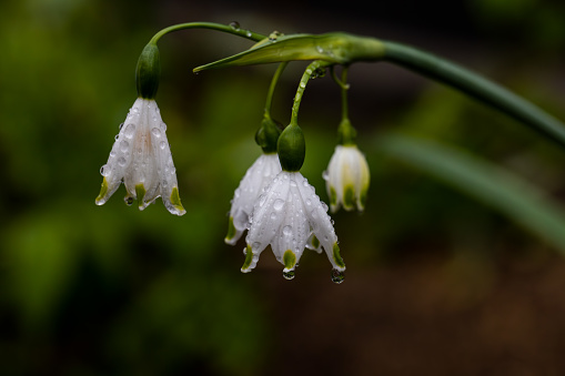 White bells of snowflake flower (Leucojum aestivum)