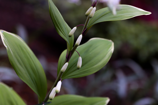 Leaves and flowers of Solomon's seal plant (Polygonatum odoratum)