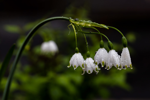 White bloom of snowflake flower (Leucojum aestivum)