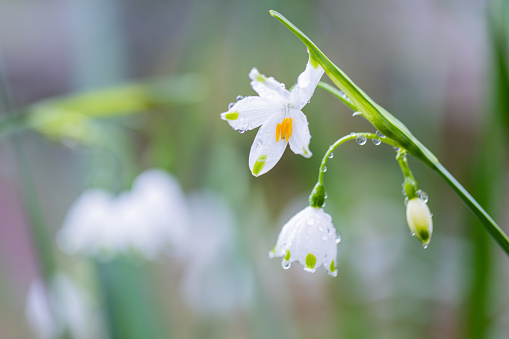 Beautifull snowdrop flower growing in snow in early spring forest. Tender spring flowers snowdrops harbingers of warming symbolize the arrival of spring