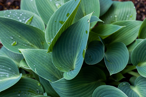 Natural pattern of Hosta plant foliage covered with rain drops