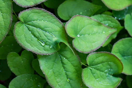 Fresh foliage of Epimedium plant covered with water drops