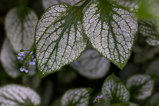 Natural pattern with a heart-shaped silvery leaf of Brunnera Macrophylla 'Silver Heart' plant