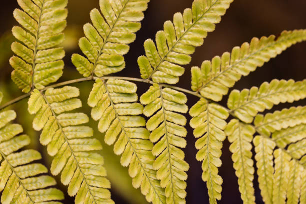 Natural pattern of Autumn Fern (Dryopteris erythrosora) leaf