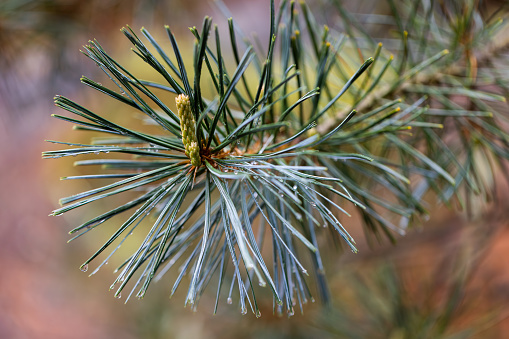 Close-up photo of a Vanderwolf's Pyramid Limber Pine (Pinus flexilis 'Vanderwolf's Pyramid') branch