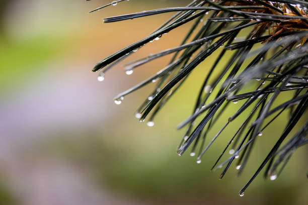 The sun's rays illuminate drops of dew or rain on pine needles.