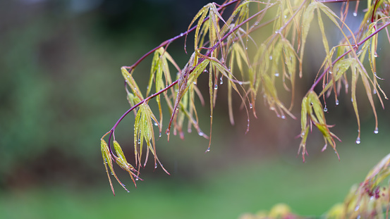 Branches of Japanese maple tree with rain drops