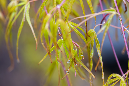 Natural pattern of Japanese maple tree new leaves with rain drops