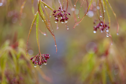 Close-up photo of Japanese maple leaves and flowers