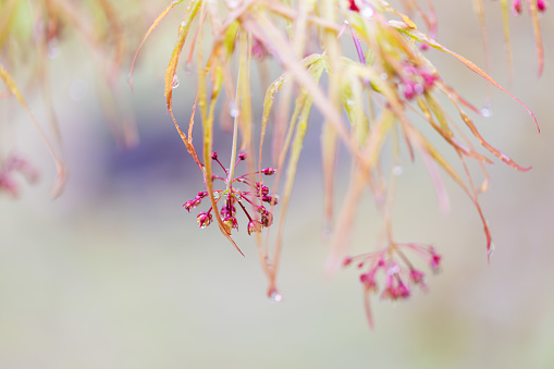 A closeup shot of Japanese maple tree leaves.