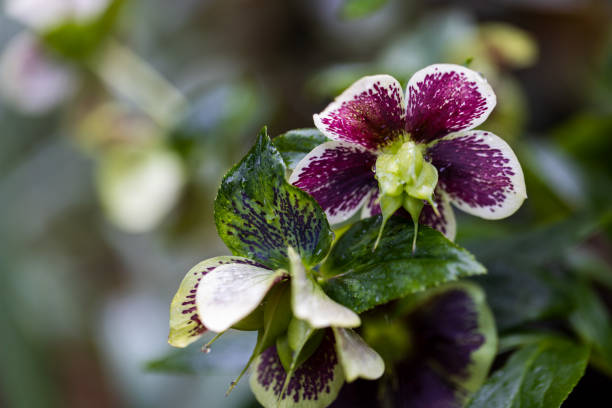 Close-up photo of a purple Helleborus flower
