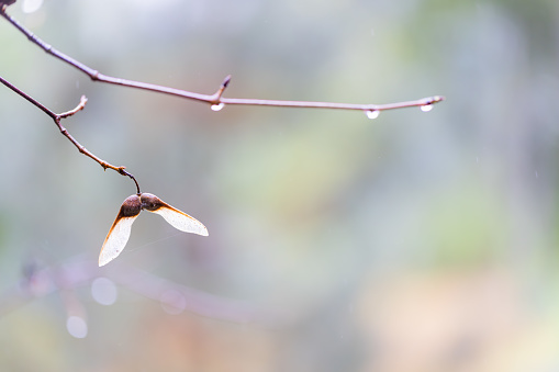 Close up photo of paperbark maple seed on a branch under spring rain