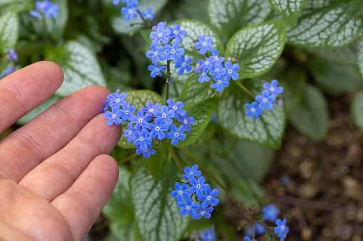 Human hand touching fragile blue flowers of Brunnera Macrophylla 'Silver Heart' plant