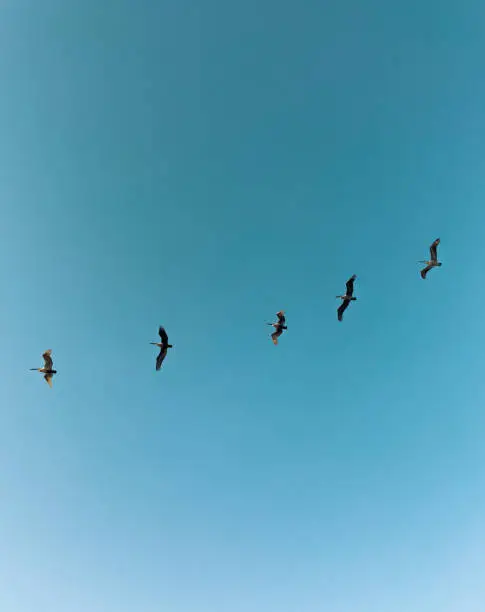 Brown Pelicans flying in formation with blue sky background